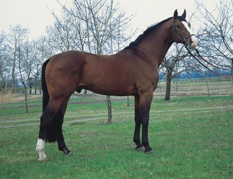 horse_182.jpg